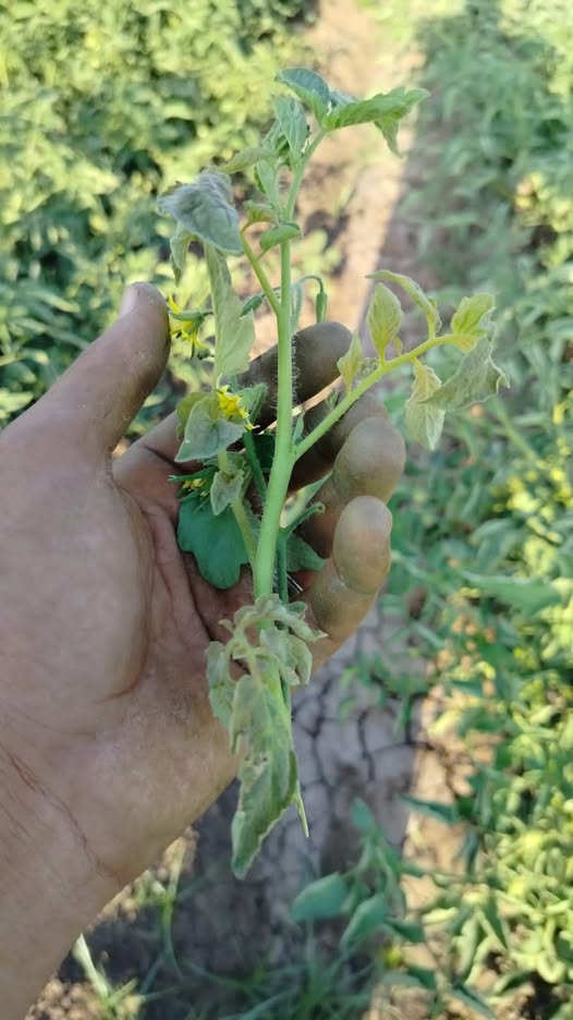 عرش طماطم ايه الاعراض والعلاج ؟